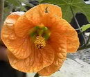 Flowering maple